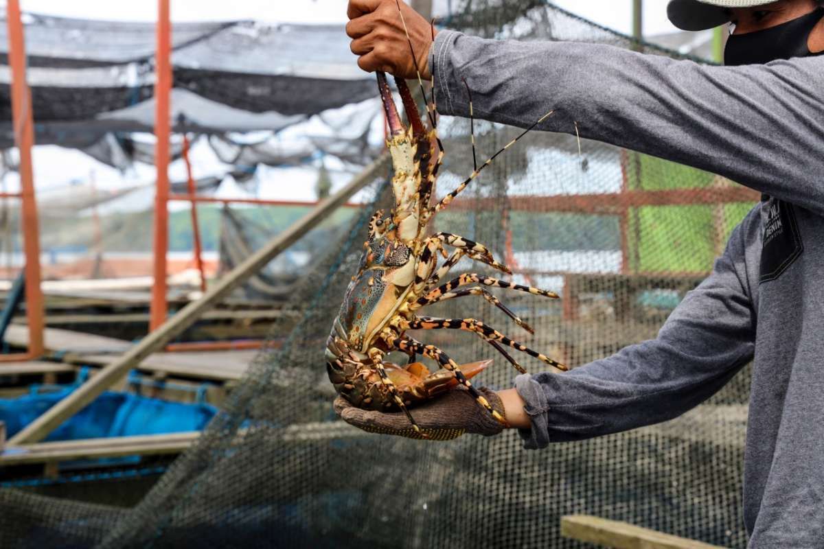 *Lima Investor Vietnam Siap Budi Daya Lobster di Indonesia (Ralat)