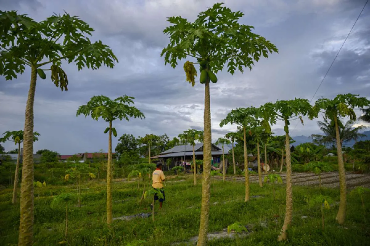 Manfaat daun pepaya berikut ini tak boleh Anda lewatkan