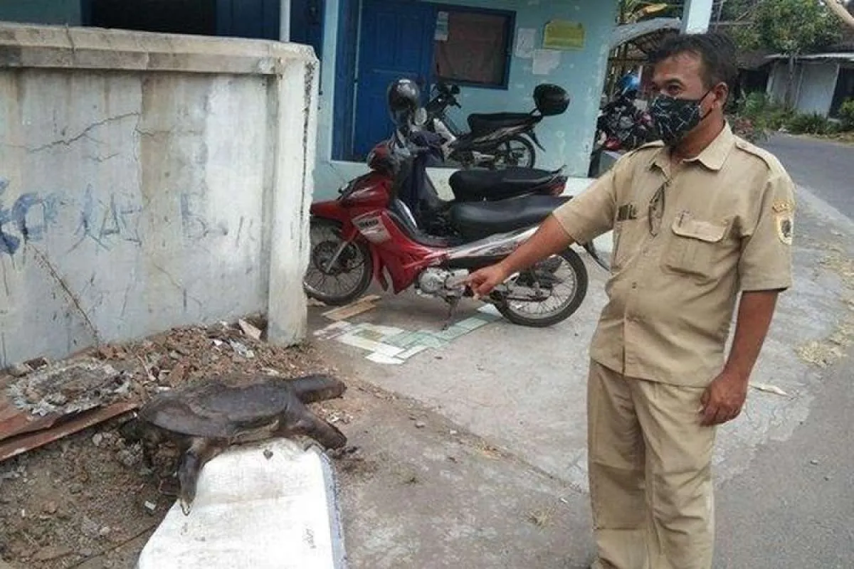 Ramai penemuan bulus raksasa di Klaten, apa itu bulus dan manfaatnya? 
