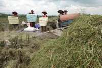 Pertanian Berkelanjutan Produksi Beras Rendah Karbon, Perpadi Ungkap Keunggulannya