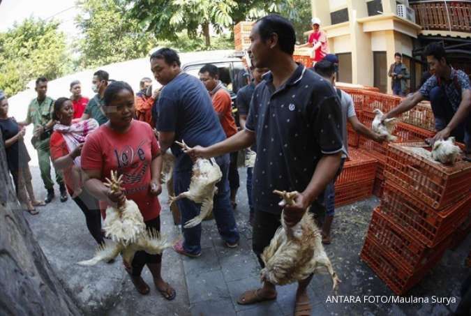 Prihatin harga ayam murah, peternak bagi-bagi 5.000 ayam gratis