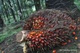 Dua Dekade RSPO, Tegaskan Kemitraan Untuk 20 Tahun Mendatang