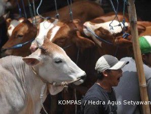 Pemerintah banderol sapi bunting korban Merapi sebesar Rp 9 juta