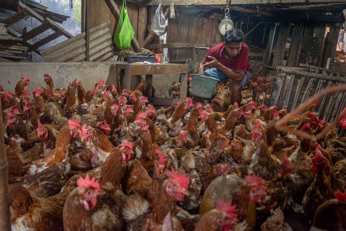 Harga Livebird dan Bahan Baku Bakal Jadi Batu Sandungan Kinerja Emiten Poultry?