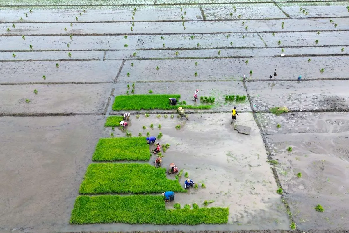 Kementan Alokasikan Rp336 Miliar guna Rehabilitasi Sawah Terdampak Banjir di Sumatera
