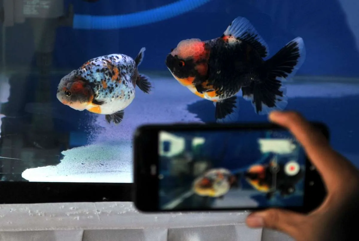 Tidak Gampang Hilang, Ini Cara Simpan Foto di Google Drive dan Google Photos