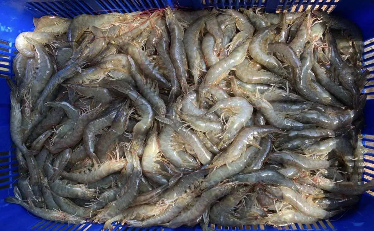 Indonesia Terapkan Sertifikasi Bebas Cesium-137 untuk Ekspor Udang ke AS