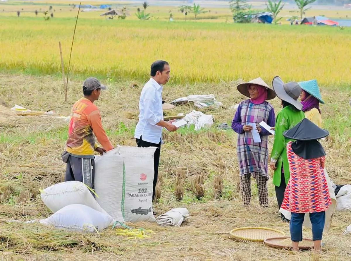 Jokowi Segera Umumkan HPP Gabah dan Beras Terbaru, Ini Penyebabnya