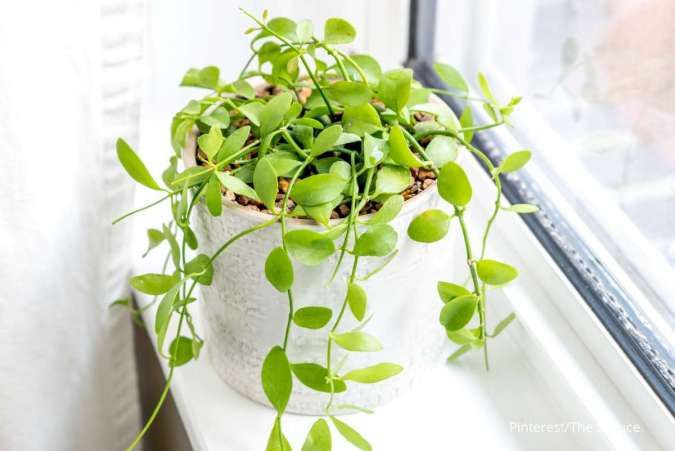 5 Jenis Tanaman Hias Gantung untuk Dipelihara di Rumah