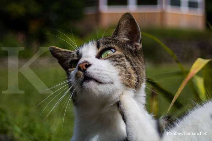 Cara Menghilangkan Kutu Kucing Cara Yang Efektif Untuk Mengatasi Kutu Pada Hewan Peliharaan