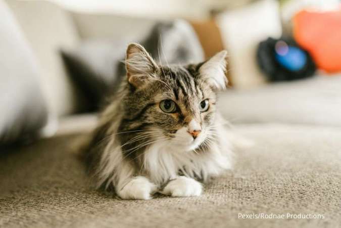 Ingin Memelihara Kucing Berbulu Panjang? Berikut Beberapa Jenisnya