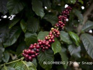 Tahun 2009, konsumsi kopi Indonesia stagnan