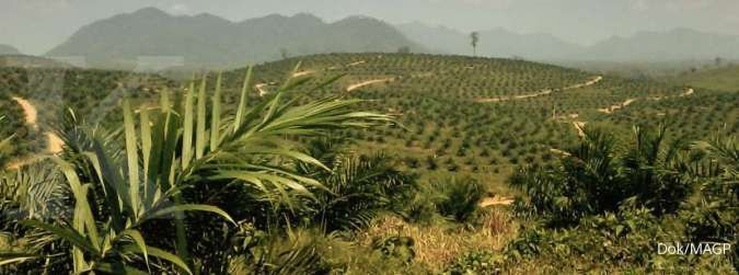Multi Agro Gemilang Plantation (MAGP) bidik utilisasi PKS di atas 70% pada tahun ini