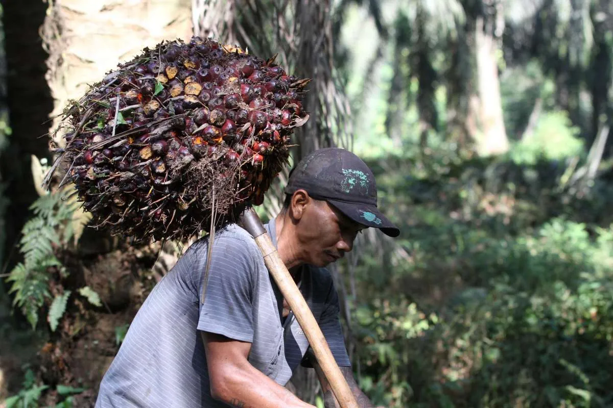 Dorong program biodiesel, kemitraan dengan petani sawit terus didorong