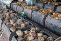 Indonesia's October Palm Oil Exports at 2.89 Mln Metric Tons, Industry Group Says