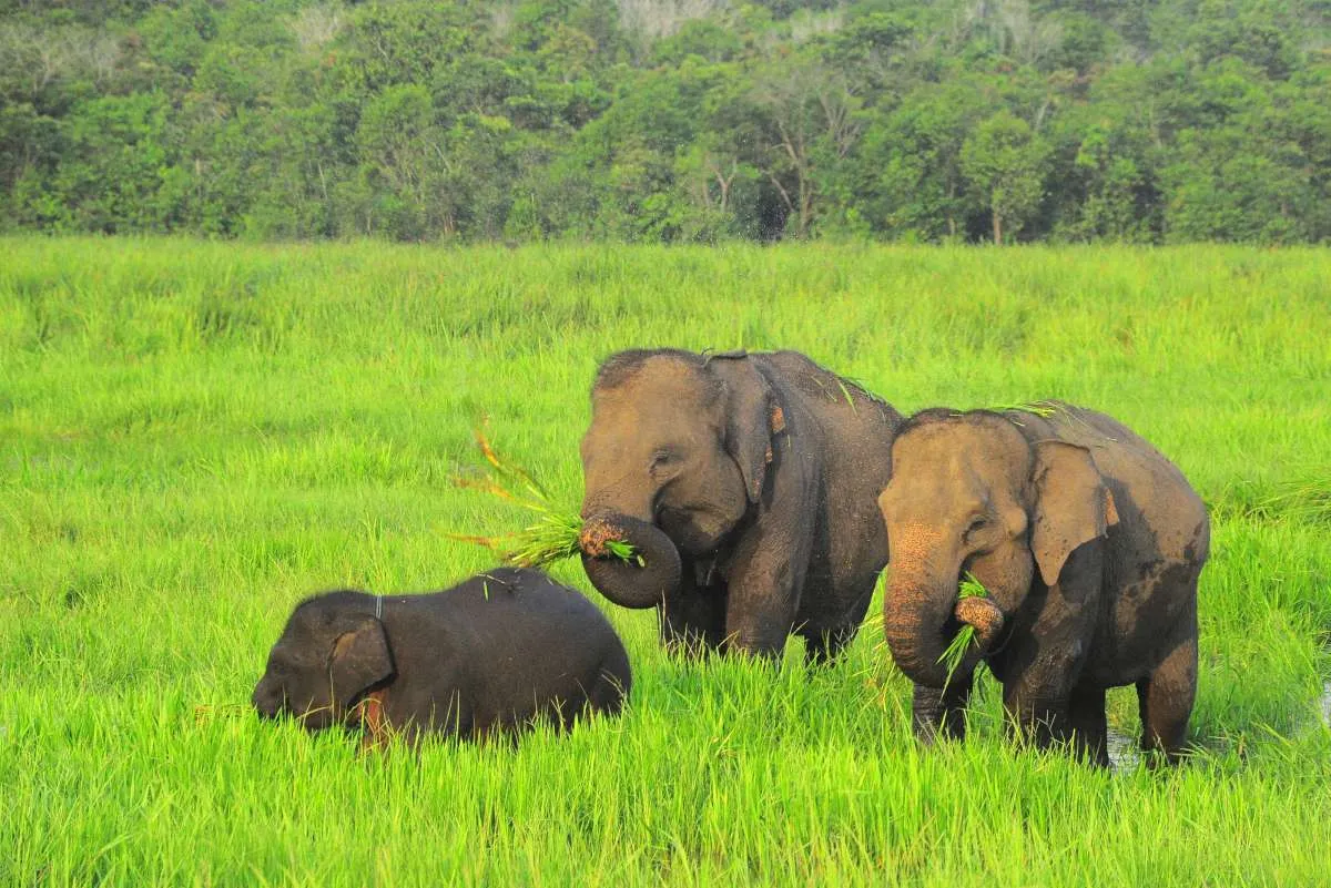 Sri Lanka Melarang Penggunaan Plastik Sekali Pakai untuk Menyelamatkan Populasi Gajah