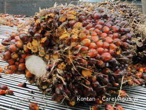 Green Peace Beberkan Permasalahan Lahan Sawit pada Kementan