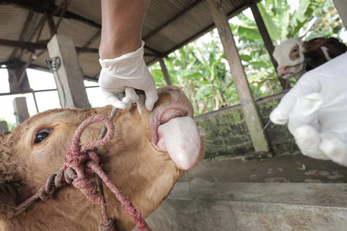 Kementan Jamin Wabah PMK Tak Berdampak pada Pasokan Daging untuk Idul Adha