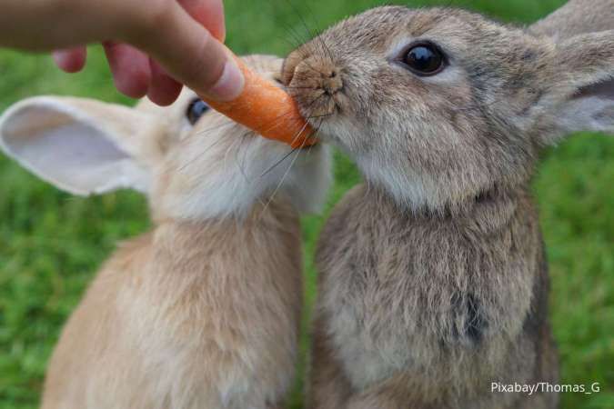 Ini Jenis-Jenis Makanan yang Berbahaya untuk Hewan Kelinci