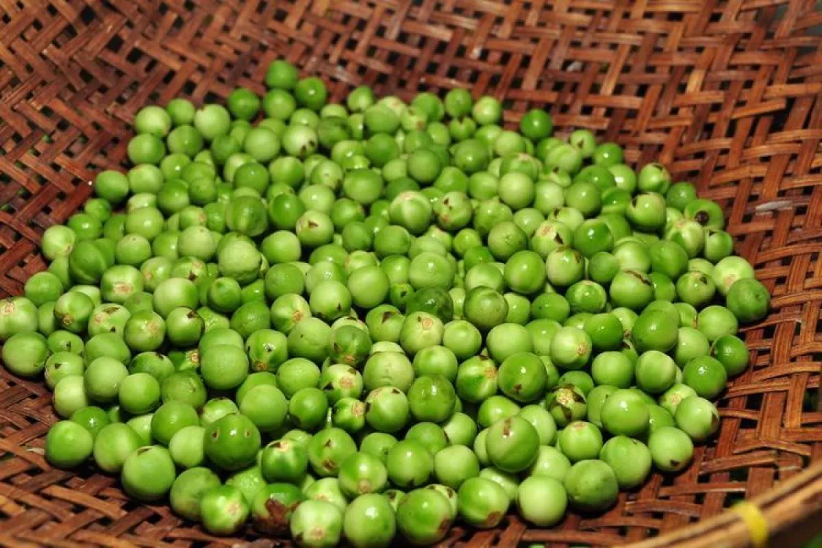 Asam Urat Pergi Jauh, Ini Segudang Manfaat Terung Pipit untuk Kesehatan