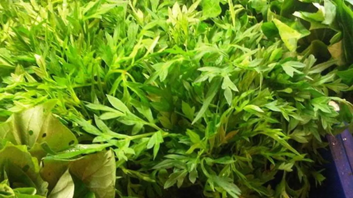 Ini Sederet Manfaat Daun Kenikir yang Tidak Banyak Diketahui, Bisa Obati Diabetes