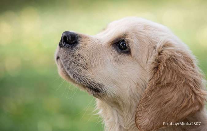 Angka Harapan Hidup Anjing di Dunia, Pecinta Anjing Perlu Tahu!