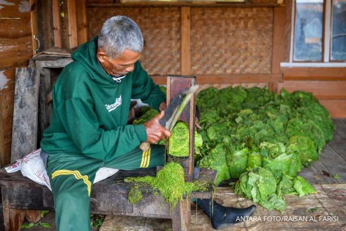 APTI Nilai Kemasan Rokok Polos Tanpa Merek Ancaman Bagi Petani Tembakau