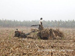 Curah hujan tinggi, rendemen gula susut jadi 6,96%