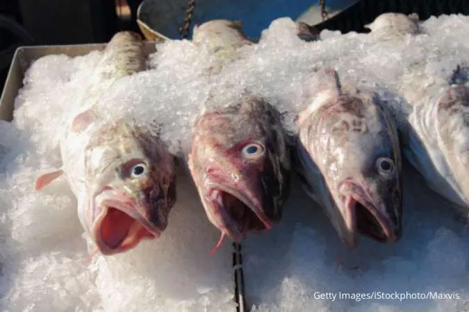 Daftar Ikan yang Boleh Dimakan Penderita Kolesterol, Cek di Sini