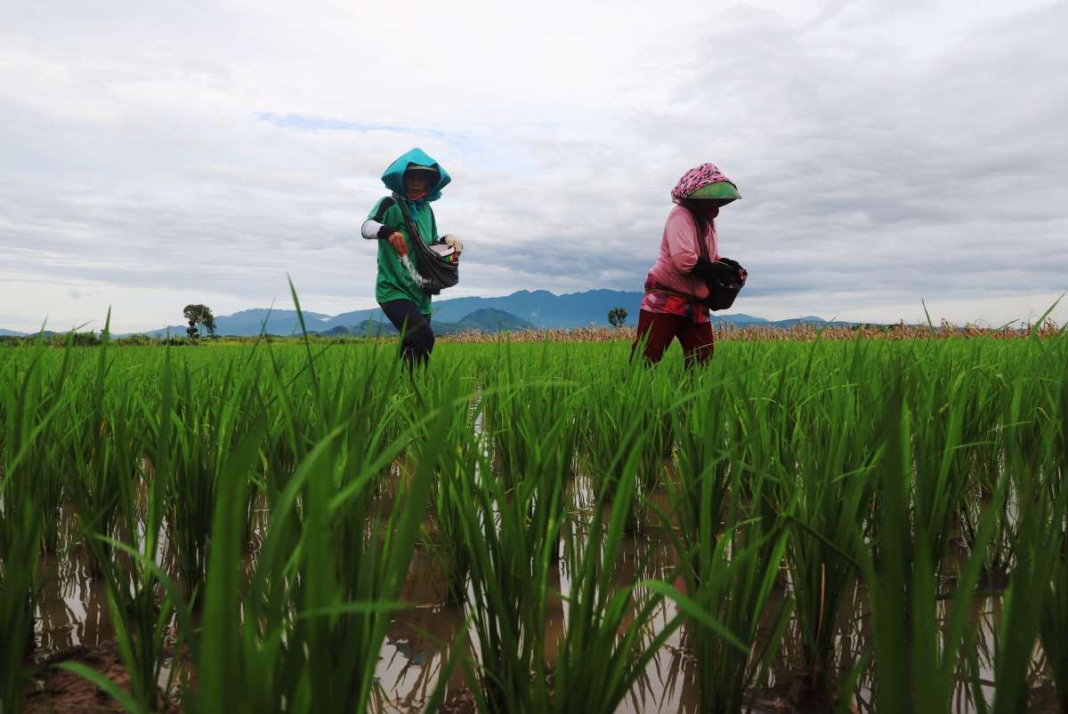Pemerintah Bidik 2,7 Juta Hektare Lahan Jadi Sawah