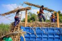 Harga Lelang Gula Tertekan, Asosiasi Gula Sorot Sejumlah Penyebab