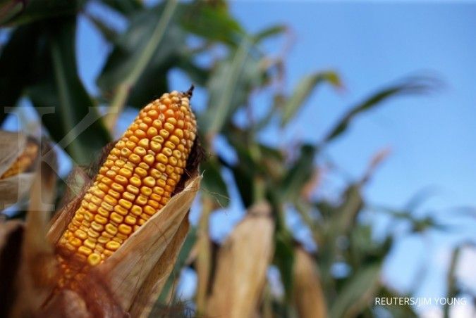 Tak ada impor jagung untuk pakan ternak di 2017