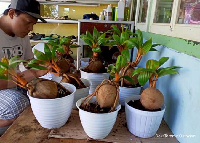 Bonsai kelapa semakin tren di masa pandemi