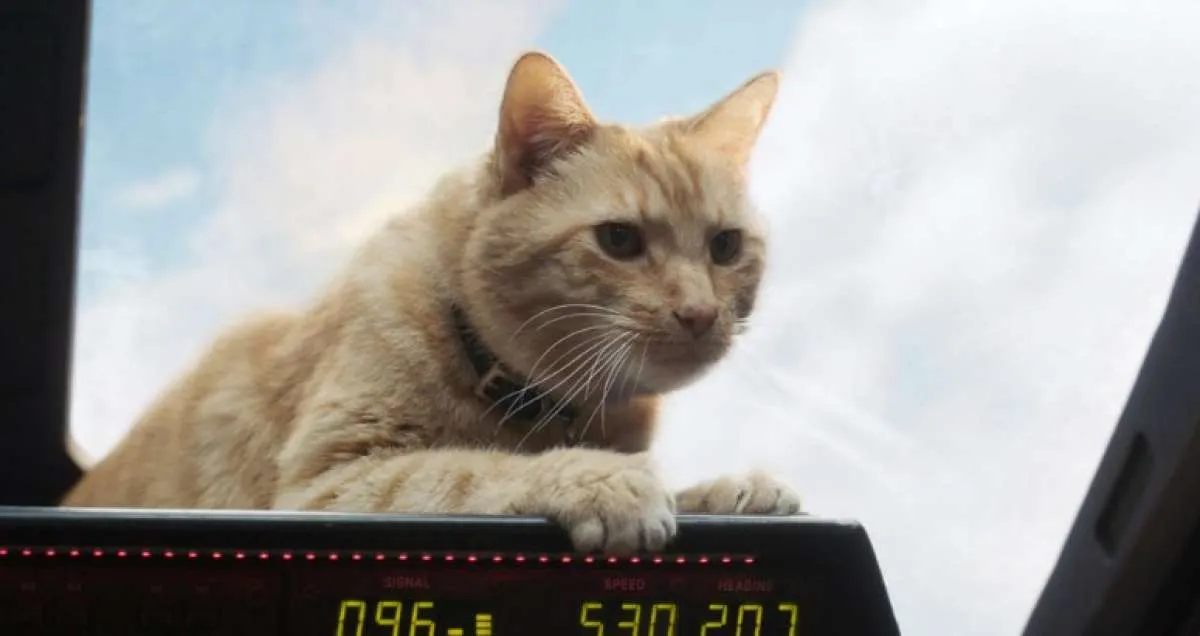 8 Kucing lucu dan pintar yang mencuri perhatian penonton di film-film populer