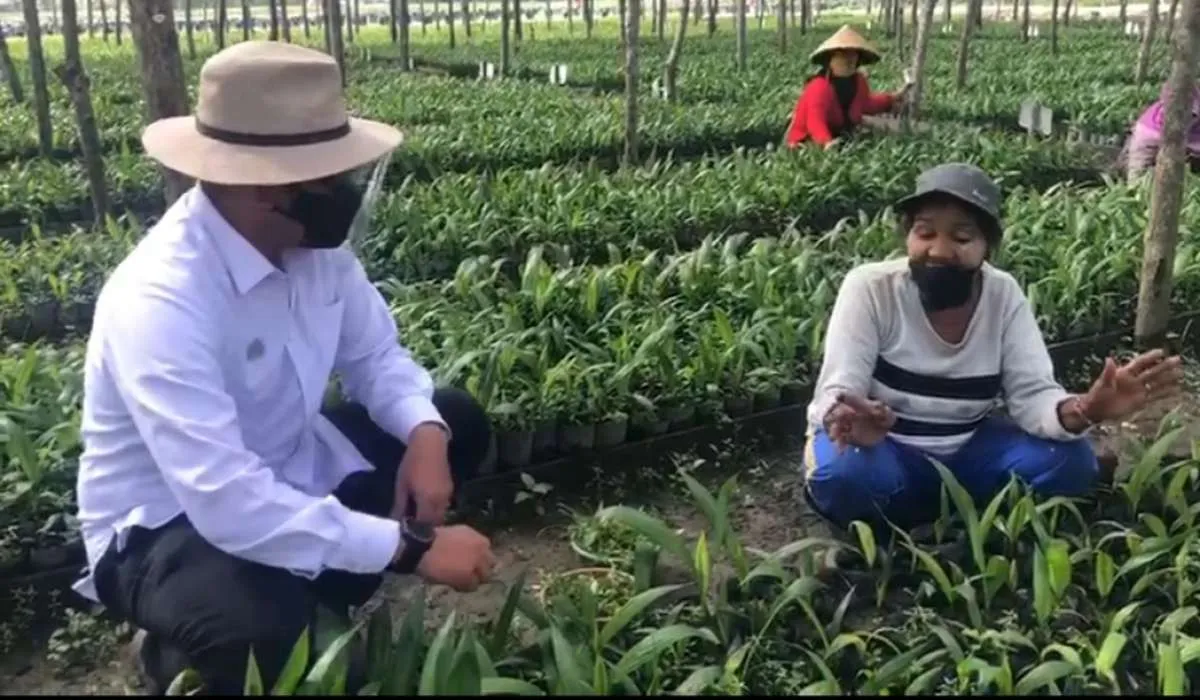 PTPN V buka lapangan pekerjaan lewat program budidaya bibit sawit