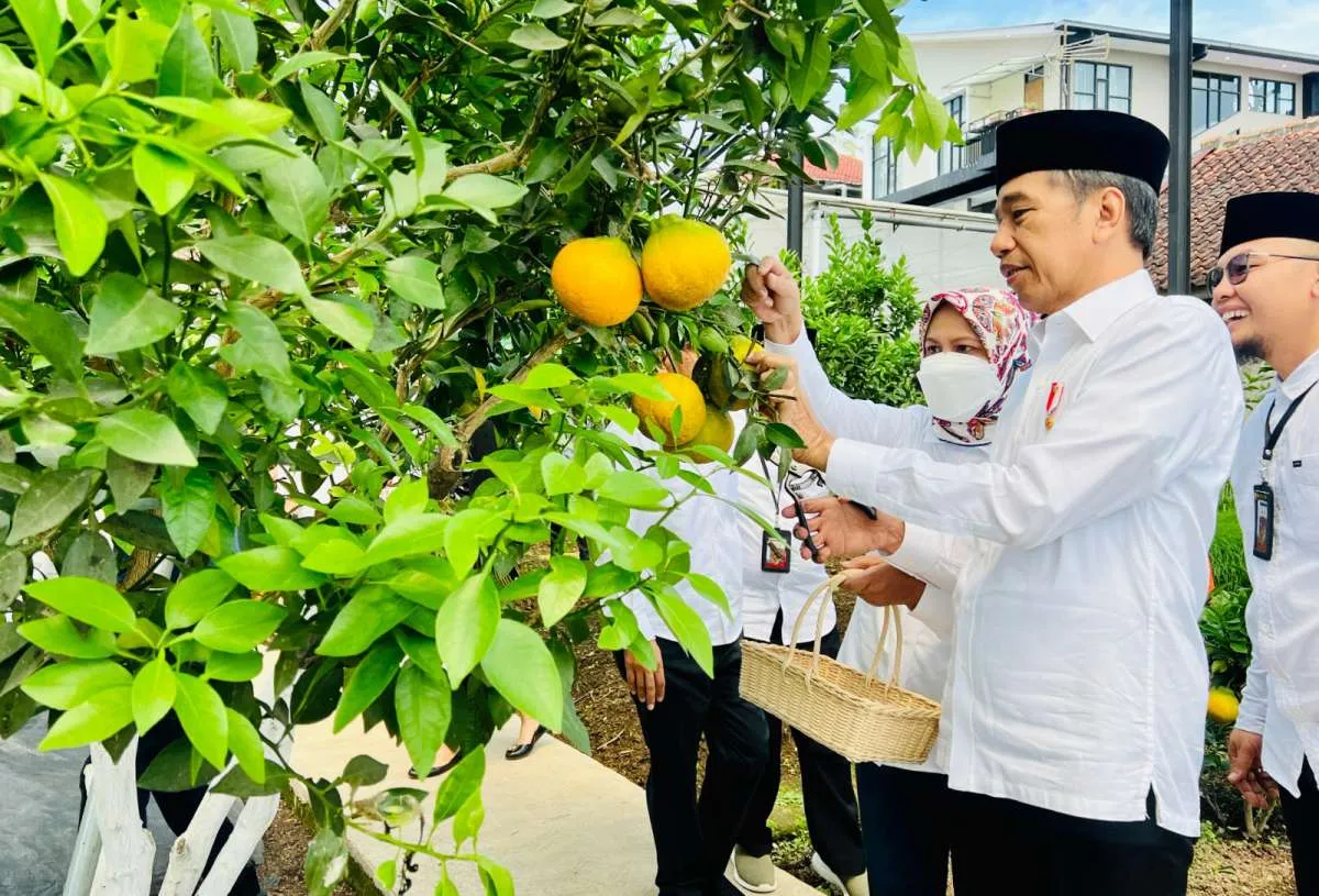 Jokowi Dorong Ponpes Seluruh Indonesia Tiru Model Bisnis Kopontren Al-lttifaq