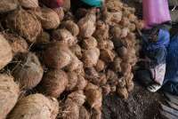 Perhimpunan Petani Kelapa Tolak Usulan Moratorium Ekspor Selama 6 Bulan