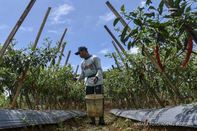 La Nina Datang, Produksi Cabai, Bawang Merah Hingga Tomat Akan Terganggu