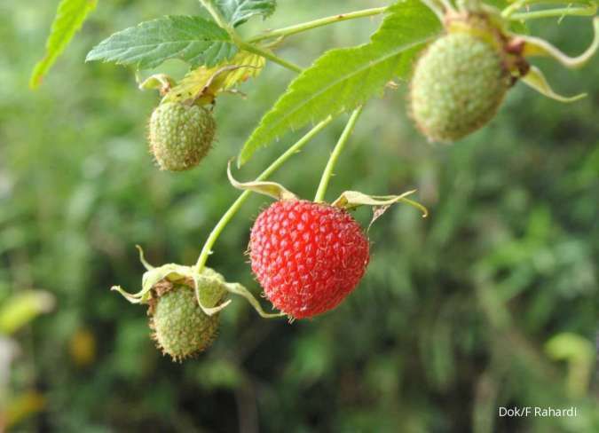 Kenali 5 Manfaat Buah Raspberry yang Jarang Diketahui Banyak Orang