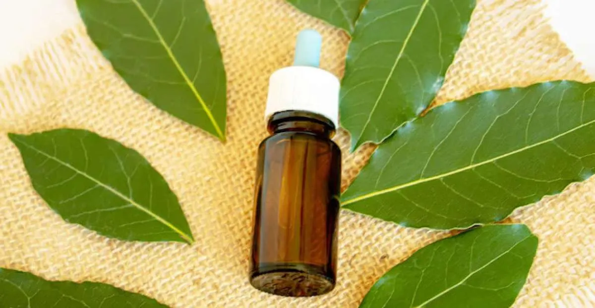 Bagus untuk Rambut dan Kulit, Inilah 4 Manfaat Green Tea Oil