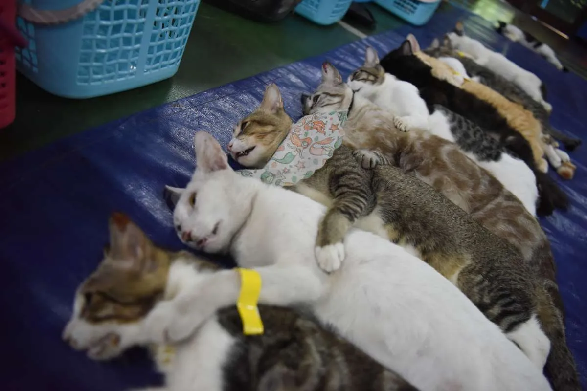 20 Link Twibbon Hari Rabies Sedunia 2025 Dengan Desain Estetik