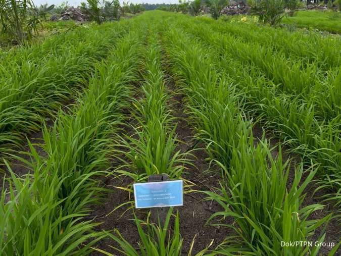 100 Hari Prabowo-Gibran, Progres Tanam Padi PTPN Subur&Tambah Pendapatan Petani Sawit