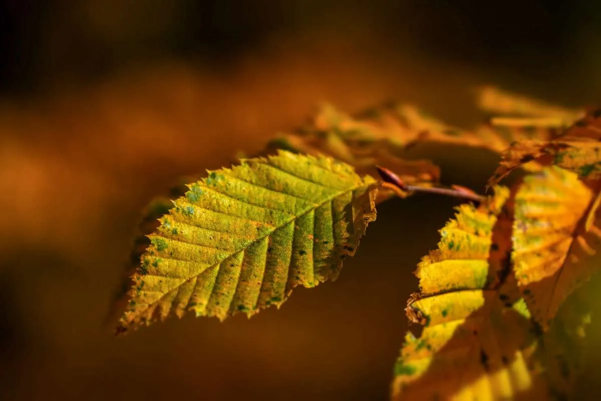 Kenali Beberapa Penyebab Daun Menguning yang Dialami Tanaman di Rumah