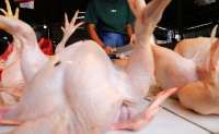 Harga Ayam Saat Ini Sudah Ideal, Peternak Enggak Rugi