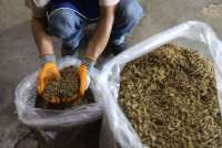 Mengais Untung dari Pengolahan Belatung