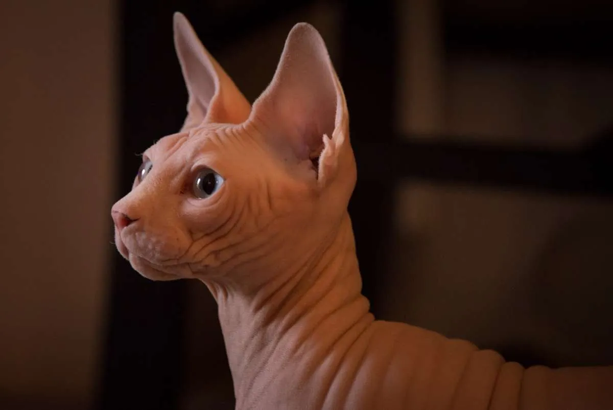 Unik dan Mahal, Ini Fakta Seputar Kucing Sphynx 