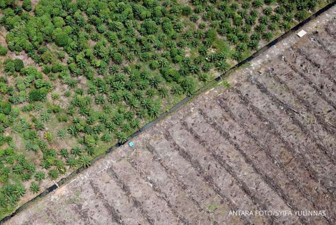 3,3 Juta Hektare Lahan Sawit di Kawasan Hutan akan Dilegalkan, Ini Syaratnya
