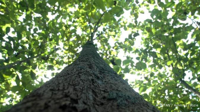 Inhutani minta kepastian hak mengelola hutan