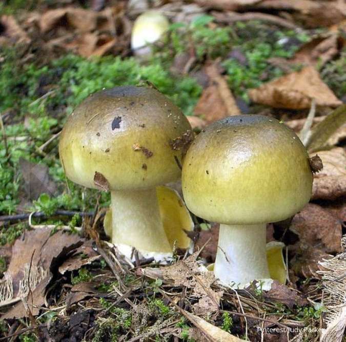 Mengenal Jamur Death Cap yang Mirip Jamur Merang, Tapi Sangat Beracun!