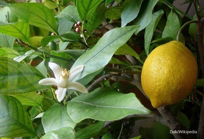 Lemon berguna sebagai pemutih badan.